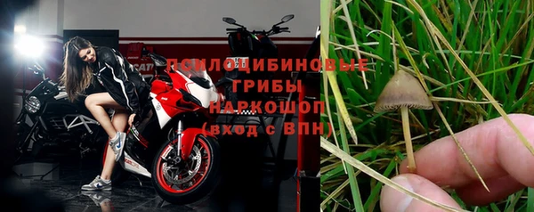 прущие грибы Алзамай